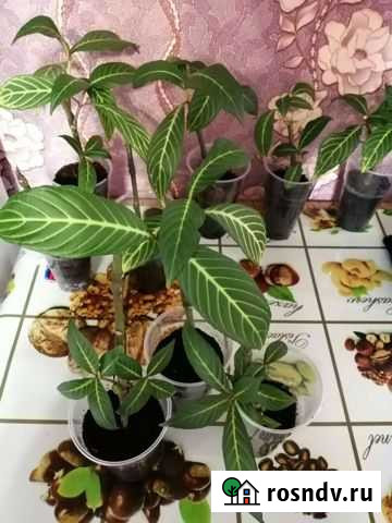 Санхеция Тайшет - изображение 1