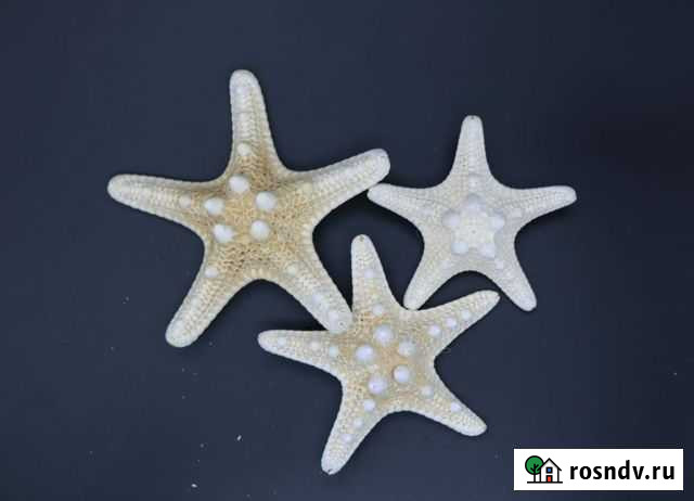 ЗаколкаМорская звезда Ростов-на-Дону - изображение 1