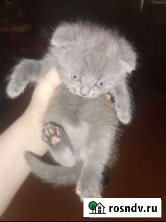Котенок британский Сыктывкар - изображение 1
