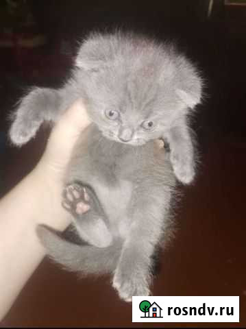 Котенок британский Сыктывкар - изображение 1