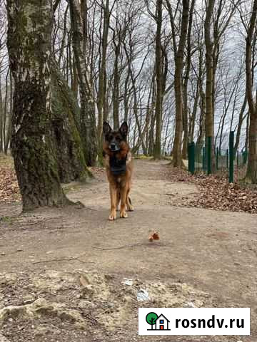 Вязка, отличная родословная Калининград - изображение 1