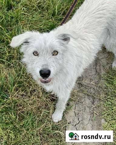 Собака Армавир - изображение 1