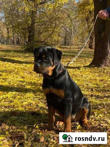 Девочка ротвейлера Новочеркасск - изображение 1