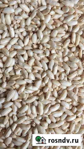 Воздушные зерна риса, взорванные зерна риса Калуга - изображение 1