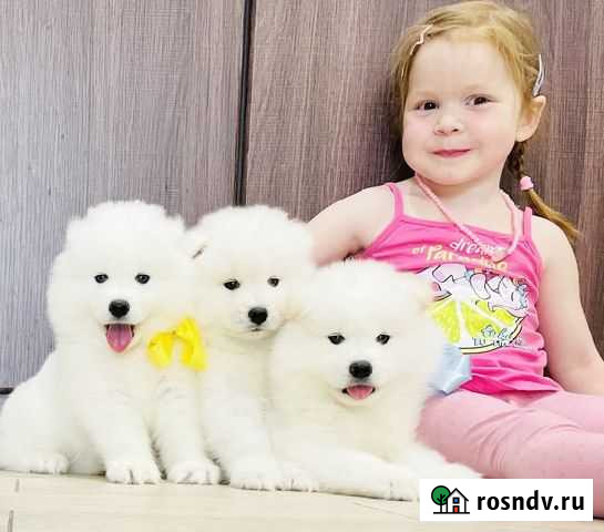Чистопородные Самоеды Ми-ми-мишки Рязань - изображение 1