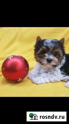 Бивер мальчик 2 месяца Благовещенск - изображение 1