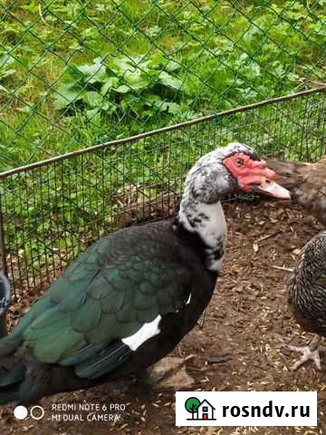 Мускусные утки Вырица - изображение 1