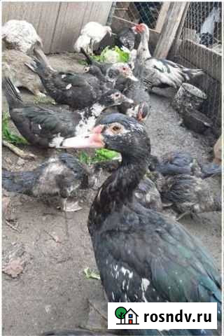 Индоутки Великий Новгород - изображение 1