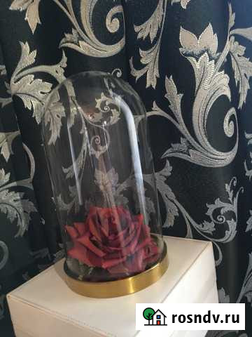 Роза в колбе, купол стеклянный Иркутск - изображение 1