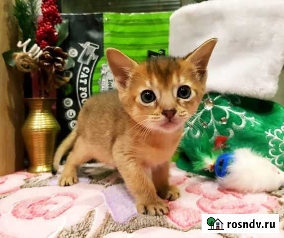 Абиссинские котята с документами Санкт-Петербург - изображение 1