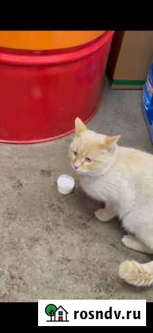 Кот Казань - изображение 1