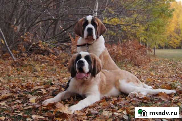 Щенки Сенбернара Казань - изображение 1