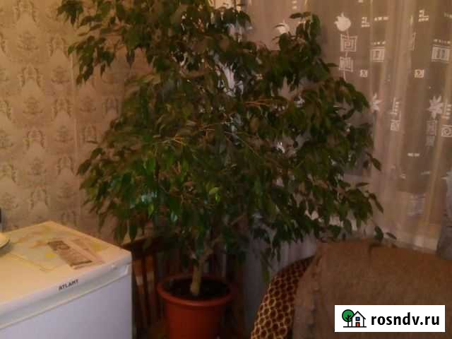 Фикус бенджамина пестролистный Ярцево - изображение 1