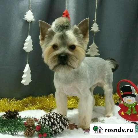 Йоркширский терьер вязка,ищем девочку Апатиты - изображение 1