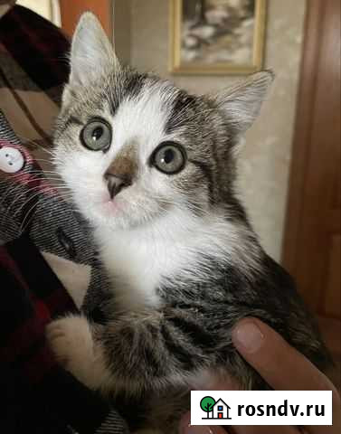 Котята в добрые руки ЛМС - изображение 1