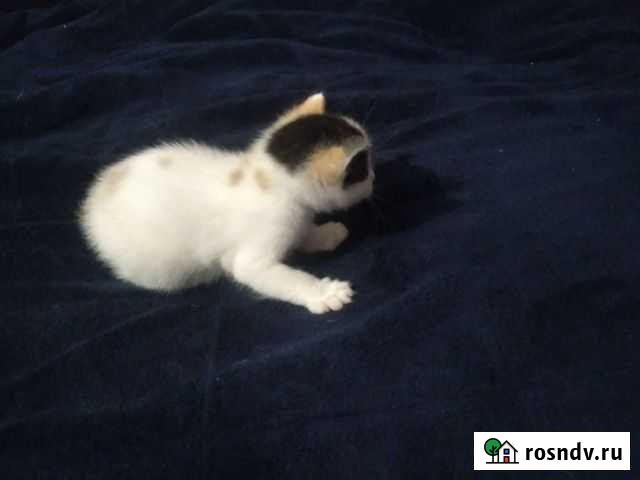 Котята в добрые руки бесплатно Братск - изображение 1