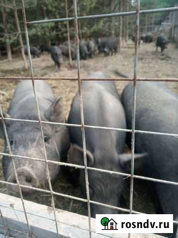 Мясо кармала Кострома - изображение 1