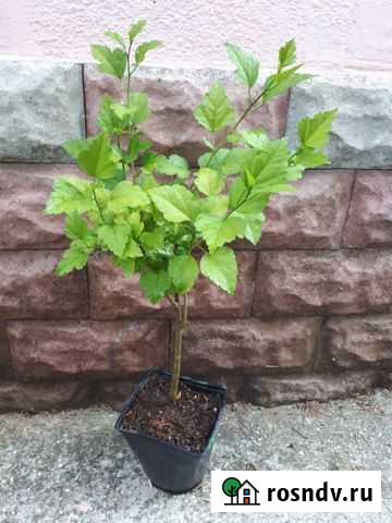 Гибискус сирийский древовидный (уличный) Саки - изображение 1