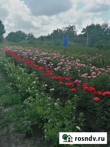 Окулянты Кущевская - изображение 1