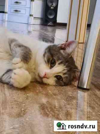 Котик Лютик Волгоград