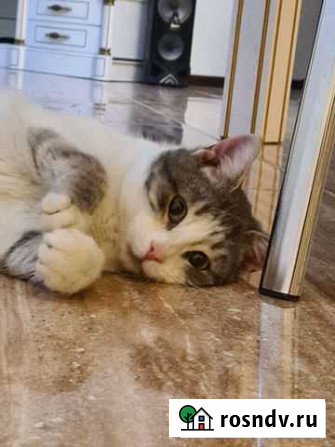 Котик Лютик Волгоград - изображение 1