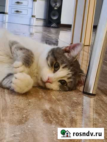 Котик Лютик Волгоград - изображение 1