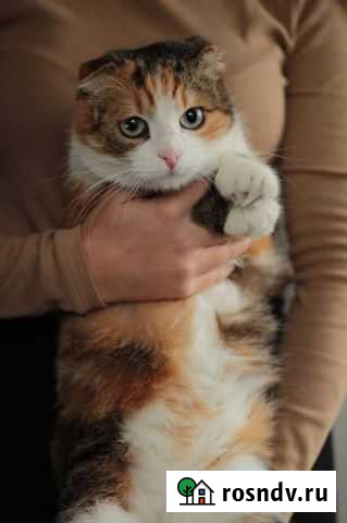 Кошечка Дайнери ищет дом Подольск - изображение 1
