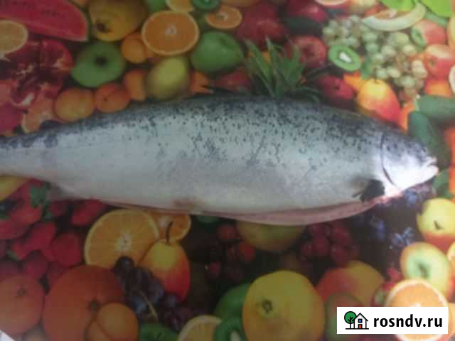 Сёмга охложденка Ивановская - изображение 1