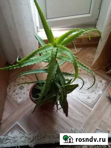 Алоэ Сызрань - изображение 1