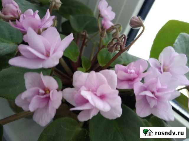 Фиалочки Нововоронеж - изображение 1