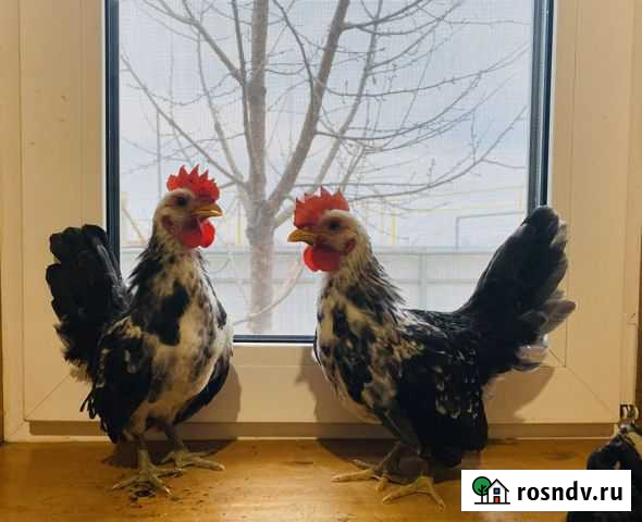 Петух Саратов - изображение 1