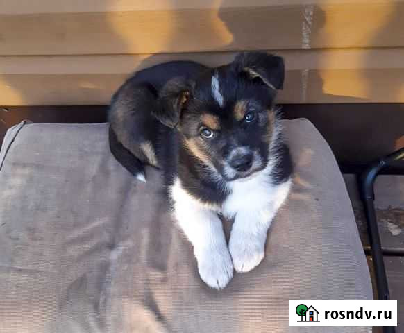 Райт - щенок-мальчик в дар Иркутск - изображение 1