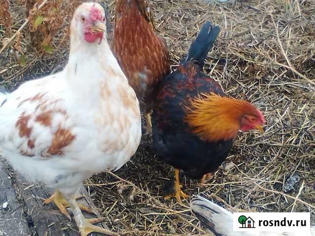 Петухи июньские Магнитогорск - изображение 1