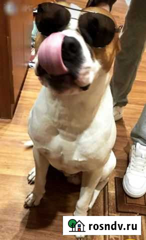 Амстафф вязка Тюмень - изображение 1