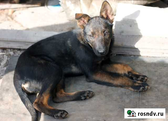 Собака щенок Нижний Новгород - изображение 1