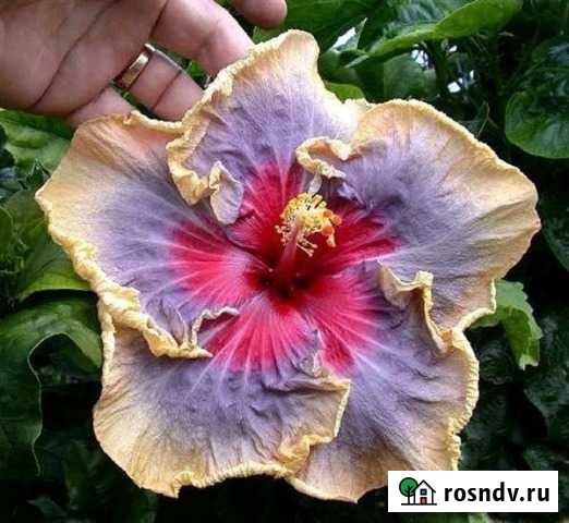 Тропический гибискус семена Самара - изображение 1