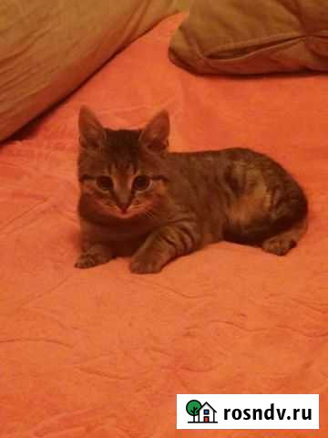 Няшный котёнок бесплатно Воронеж - изображение 1