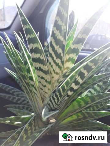 Суккуленты Донской - изображение 1