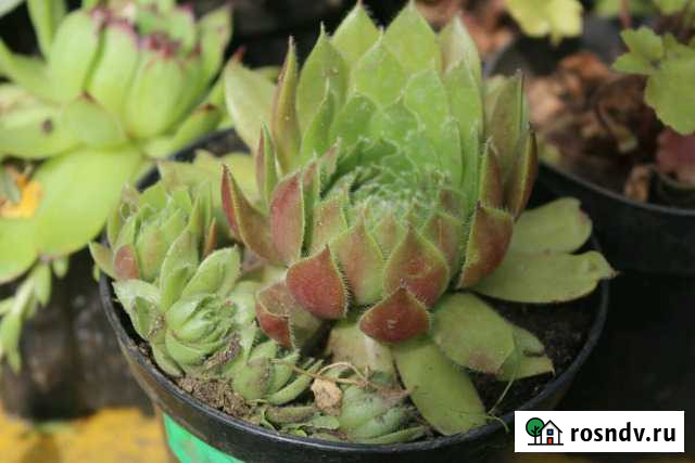 Молодило. Каменная роза Егорьевск - изображение 1