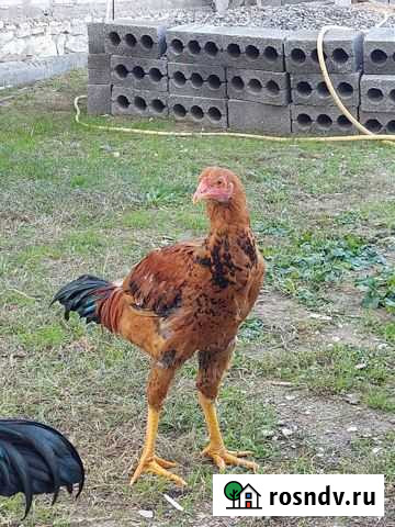 Куры Махачкала - изображение 1