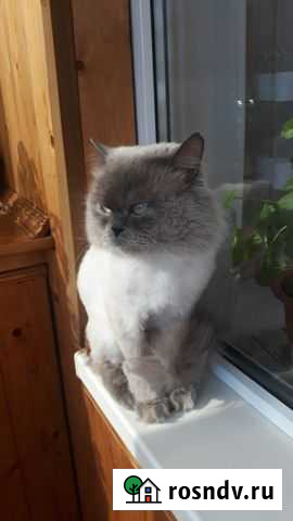 Вязка с шотландским котом Набережные Челны - изображение 1