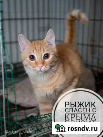 Котенок Санкт-Петербург - изображение 1