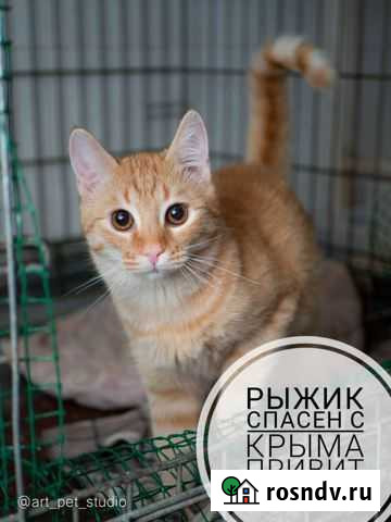 Котенок Санкт-Петербург - изображение 1