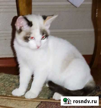 Котята Воронеж - изображение 1