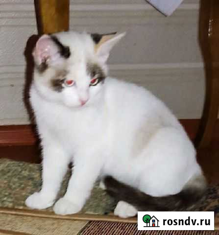 Котята Воронеж - изображение 1