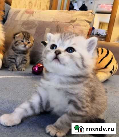 Чистокровные шотландские котята Ярославль - изображение 1