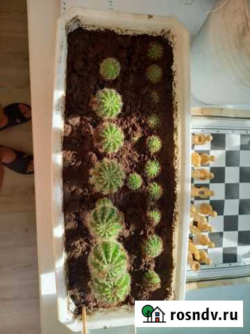 Кактусы и суккуленты Тюмень - изображение 1