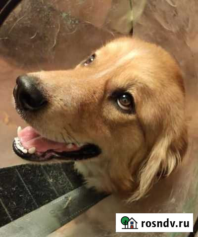 Метис ретривера. Мальчик Ростов-на-Дону - изображение 1