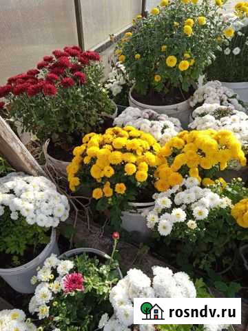 Хризантема мультифлора Казань - изображение 1