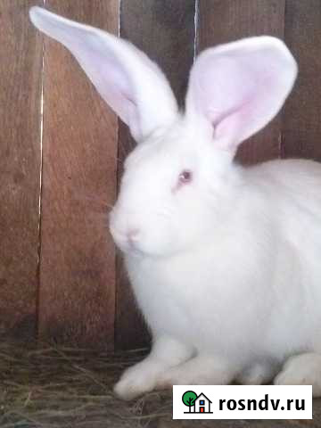 Кролики крупно-породные Елец - изображение 1